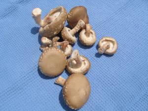 shiitake