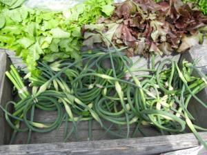 scapes bin at the Norwich Farmers' Market