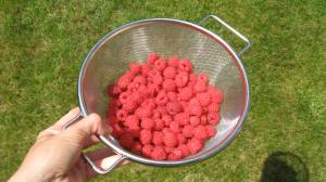 raspberries