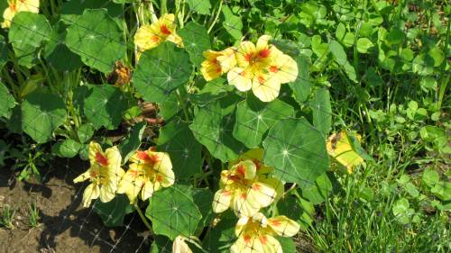 nasturtiums