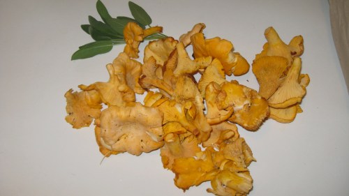 chanterelle pile