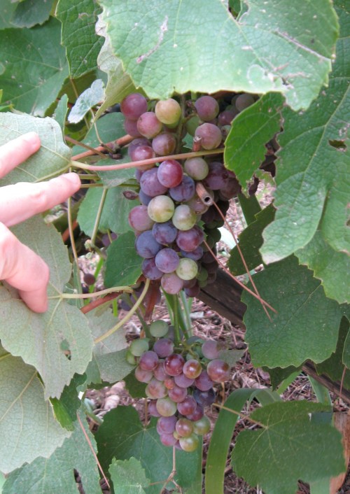 grapes