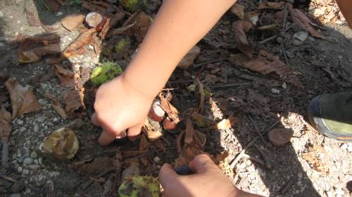 gathering chestnuts