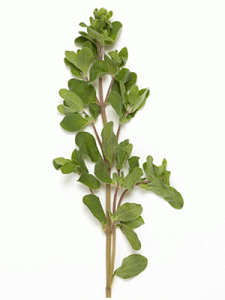 2034-tb-marjoram